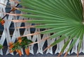 Big palm tree leaf with brown edges covering a wooden plank fence Royalty Free Stock Photo