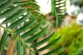 Big palm tree leaf closeup Royalty Free Stock Photo