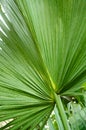 Big palm tree leaf Royalty Free Stock Photo