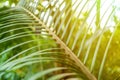 Big palm tree leaf in the heavy forest f Royalty Free Stock Photo