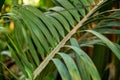 Big palm tree leaf in the heavy forest f Royalty Free Stock Photo