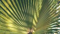 Big palm tree leaf illuminate with bright sunlight through striped texture Royalty Free Stock Photo