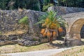 Big palm tree and old fortress Royalty Free Stock Photo