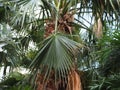 palm tree without coconut, one sheet down Royalty Free Stock Photo