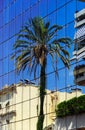 Big palm tree reflection in the glass wall Royalty Free Stock Photo