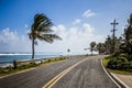 Big Palm Tree on the Side of the Road Royalty Free Stock Photo