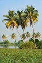 Big palm trees on Alleppey backwaters, India