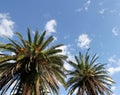 Big palm trees in the blue sky with clouds.