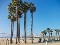 big palms in miami beach Royalty Free Stock Photo