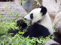 Panda is a large animal mammal of the bear family black and white color there is bamboo