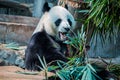 Big panda in Chiang Mai Zoo, Thailand