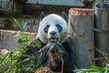 Big panda is eating bamboo in Chiang mai Zoo, Thailand Royalty Free Stock Photo