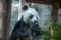 Big panda eating in Chiang Mai Zoo, Thailand Royalty Free Stock Photo