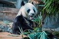 Big panda eating in Chiang Mai Zoo, Thailand Royalty Free Stock Photo