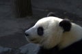 Big panda - portrait in profile with a narrowed eye