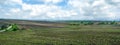 agricultural field with growing sugar beets. Beetroot sprouts