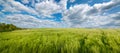 panorama of Green rye fields under sky with a clouds Royalty Free Stock Photo