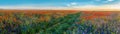 Big Panorama of poppies and bellsflowers field with path