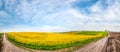 panoramic view with dirt road through fields of oilseed rape in bloom Royalty Free Stock Photo