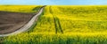 Big panoramic view with dirt road through hils of fields oilseed rape in bloom Royalty Free Stock Photo