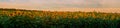 panoramic view field of sunflowers by summertime evening, sunset time Royalty Free Stock Photo