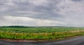 panoramic view of young sunflower plants in a field under rain clouds with road Royalty Free Stock Photo