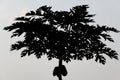 big Papaya tree Silhouette Royalty Free Stock Photo