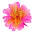 Big Paper Peony Flower Royalty Free Stock Photo