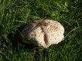 Big parasol mushrooms in the green grass of the forest Royalty Free Stock Photo