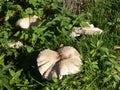 Big parasol mushrooms in the green grass of the forest Royalty Free Stock Photo