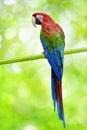Big parrot Royalty Free Stock Photo