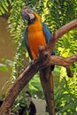 Big parrot (Green wings macaw) Royalty Free Stock Photo