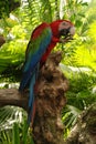 Big parrot (Green wings macaw) Royalty Free Stock Photo