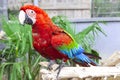 Big parrot macaw. A big bird in bright red blue green lights. Royalty Free Stock Photo