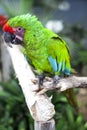 Big parrot macaw. A big bird in bright red blue green lights. Royalty Free Stock Photo