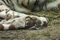 Big paw of sleeping white tiger Royalty Free Stock Photo