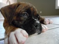 Big paws on a baby brindle boxer puppy
