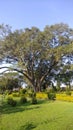 Big peepal tree in India