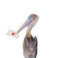 Big pelican holding in his beak a love letter isolated at white background. Concept of love, dating and glamour