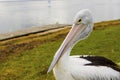 Big pelican near the water Royalty Free Stock Photo