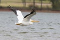Big pelican over Lake Hefner in Oklahoma