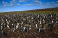 Big penguin nesting ground colony. Antarctica wildlife, penguin colony. Group of king penguins in the grass nest on the coast and Royalty Free Stock Photo