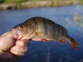 Big perch Royalty Free Stock Photo