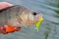 Big perch silicone bait