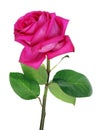 Big perfect pink rose of the variety Big Purple Royalty Free Stock Photo