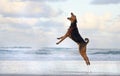 Big pet dog jumping running playing on beach in summer