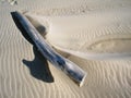 Big piece of drift wood on beach throwing a thumbs up shadow