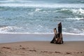 DRIFTWOOD ON THE SAND Royalty Free Stock Photo