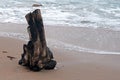 LARGE PIECE OF DRIFTWOOD ON THE BEACH Royalty Free Stock Photo