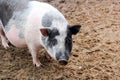 Big pig on the farm Royalty Free Stock Photo